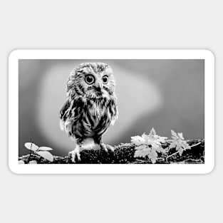 Baby owl Sticker